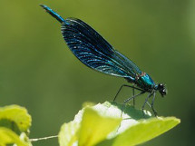 Eine Blauflügelprachlibelle sitz auf einem Blatt.